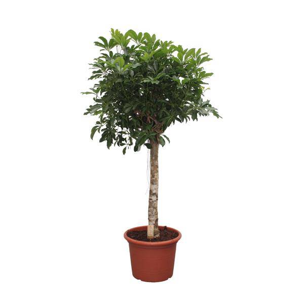 Strahlenaralie – Schefflera Arboricola Compacta – Zimmerpflanze – 180cm – Ø35cm – Tropische Grünpflanze mit großen Blättern für Wohnzimmer und Büro 