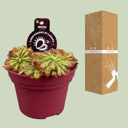 Drosera Aliciae – Sonnentau – Ø12cm – Fleischfressende Pflanze – Zimmerpflanze für Insektenabwehr & Dekoration – Pflegeleicht & faszinierend 