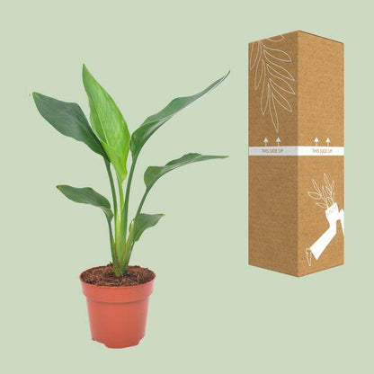 Paradiesvogelblume - Strelitzia Reginea - Zimmerpflanze - Ø12cm - ↕40cm 