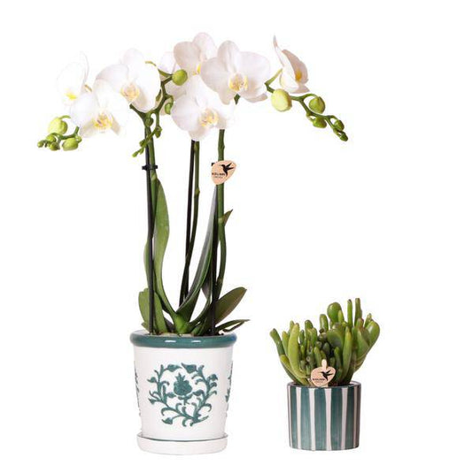 Orchidee Amabilis Weiß im Malaga-Topf Ø9cm und Sukkulente im Painted Stripe-Topf Grün Ø6cm - Pflanzenset - Zimmerpflanze 