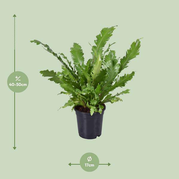 Nestfarn - Asplenium Nidus - Zimmerpflanze - Ø17cm - ↕45cm 