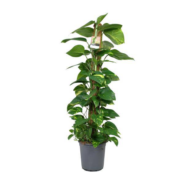 Efeutute Scindapsus Epipremnum – Zimmerpflanze – Ø24 cm Topf – Ca. 120 cm hoch – Pflegeleichte Kletterpflanze mit leuchtend grünem Laub – Ideal für Halbschatten – Fabien Pflanzen 
