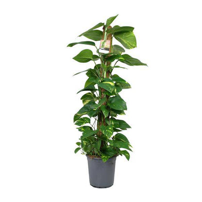 Efeutute Scindapsus Epipremnum – Zimmerpflanze – Ø24 cm Topf – Ca. 120 cm hoch – Pflegeleichte Kletterpflanze mit leuchtend grünem Laub – Ideal für Halbschatten – Fabien Pflanzen 
