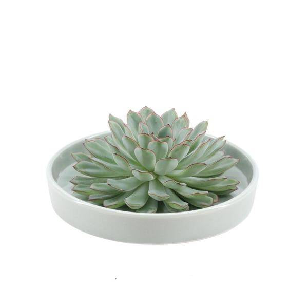 Sukkulente - Echeveria Pulidonis in Schale 'Grün' - Zimmerpflanze - Ø20cm - ↕5cm 