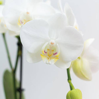 Weiße Phalaenopsis Orchideen – Amabilis – 2 Pflanzen – Blühende Zimmerpflanze Ø9cm – Multiflora-Orchidee mit 2–3 Zweigen 