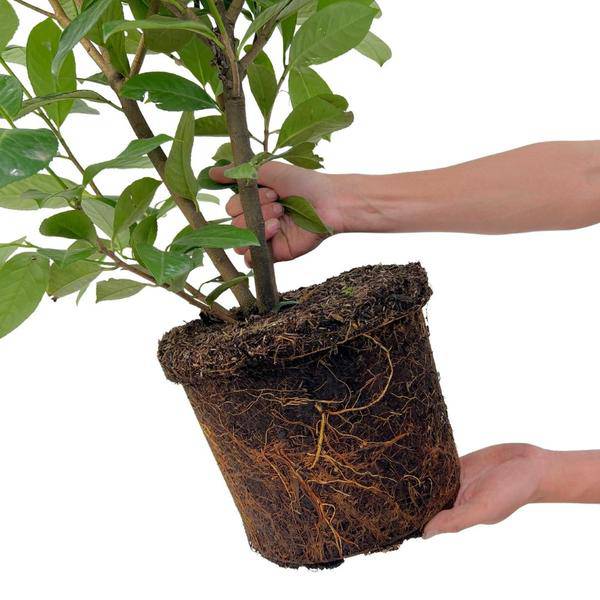 Kirschlorbeer Rotundifolia – 20 Pflanzen für 10 Meter Hecke – Immergrüne Lorbeerkirsche 125–150cm – Schnellwachsend & dicht – Perfekt als Sichtschutzhecke 