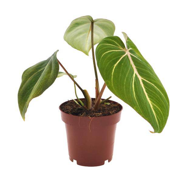 Baumfreund - Philodendron Selloum Atom - Zimmerpflanze - Ø12cm - ↕25cm 