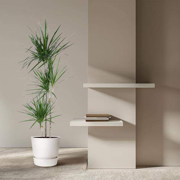 Drachenbaum – Dracaena Marginata 160cm – Ø24cm – Zimmerpflanze mit roten Blatträndern – Elegante pflegeleichte Grünpflanze im elho Greenville Round Topf Braun für Wohnzimmer, Büro & Wintergarten 