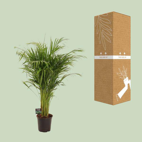Goldfruchtpalme Dypsis lutescens – Bambuspalme Zimmerpflanze – Ø21cm – ca. 110cm hoch – Luftreinigend & pflegeleicht – Für halbschattige Innenräume 