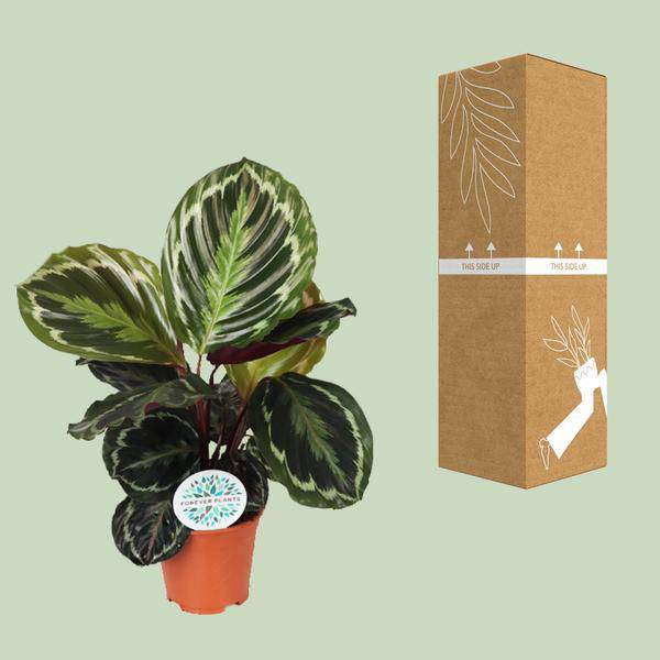 Korbmarante (Calathea Medaillon) – Zimmerpflanze im Ø14cm Topf – ca. 45cm hoch – Exotische Blattpflanze mit lebhaften Mustern – Pflegeleicht im Halbschatten 
