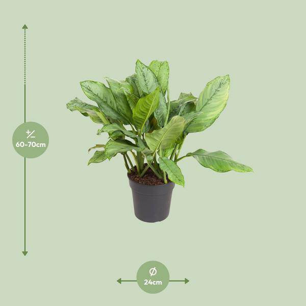 Kolbenfaden - Aglaonema B.J, Freedman - Zimmerpflanze - Ø24cm - ↕70cm 