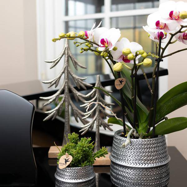 Weiße Phalaenopsis-Orchidee ‘Mineral Gibraltar’ – Blühende Zimmerpflanze – Ø9 cm-Topf – Elegante & langlebige Blüten – Orchidee für Fensterbank & Wohnraum 