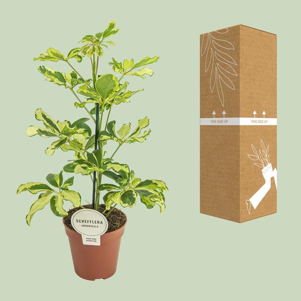 Strahlenaralie - Schefflera Charlotte - Zimmerpflanze - Ø13cm - ↕45cm 