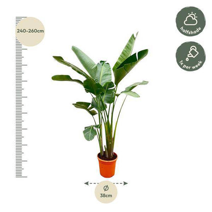 Strelitzia Augusta – Baum-Strelitzie XXL – Weißer Paradiesvogel – 250cm hoch – Ø38cm – Zimmerpflanze mit großen Fächerblättern – Exotischer Blickfang für helle Räume 