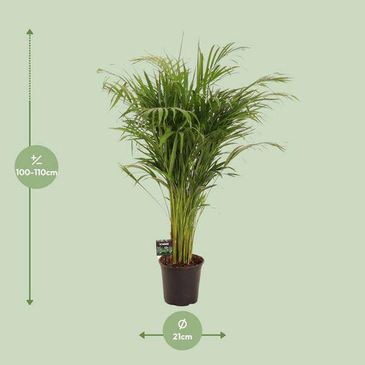 Goldfruchtpalme Dypsis lutescens – Bambuspalme Zimmerpflanze – Ø21cm – ca. 110cm hoch – Luftreinigend & pflegeleicht – Für halbschattige Innenräume 