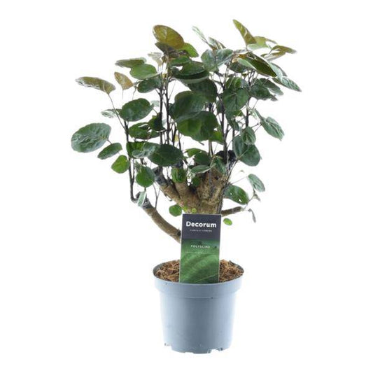 Polyscias Fabian – Fiederaralie – Zimmerpflanze – Tropische Grünpflanze – Dekopflanze für Wohnzimmer & Büro – Pflegeleicht – ↕45cm – Ø12cm 