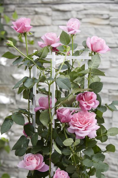 Rosa Rose -Rosa Crazy in love 'Pink' -  Ø15cm - ↕65cm 