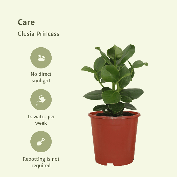 Signaturbaum - Clusia Princess - Zimmerpflanze - Ø12cm - ↕15cm - 2 Stück 