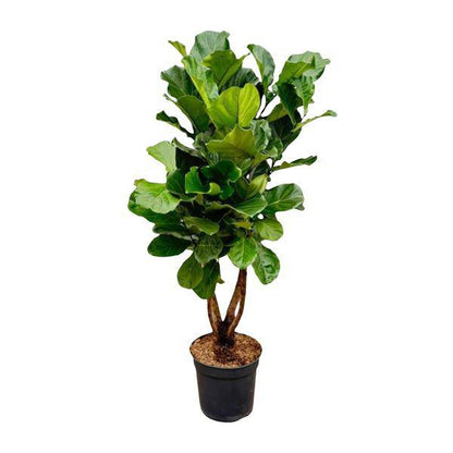 Geigen-Feige – Ficus Lyrata – Zimmerpflanze 200cm – Ø32cm – XXL-Pflanze mit großen geigenförmigen Blättern – Exotische Kübelpflanze für Wohnzimmer & Büro – Pflegeleicht 