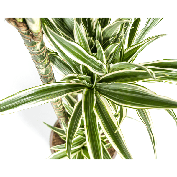 Drachenbaum Dracaena Deremensis White Stripe – Zimmerpflanze – Ø27 cm Topf – Höhe 180 cm – Elegante Blattzeichnung & pflegeleicht 