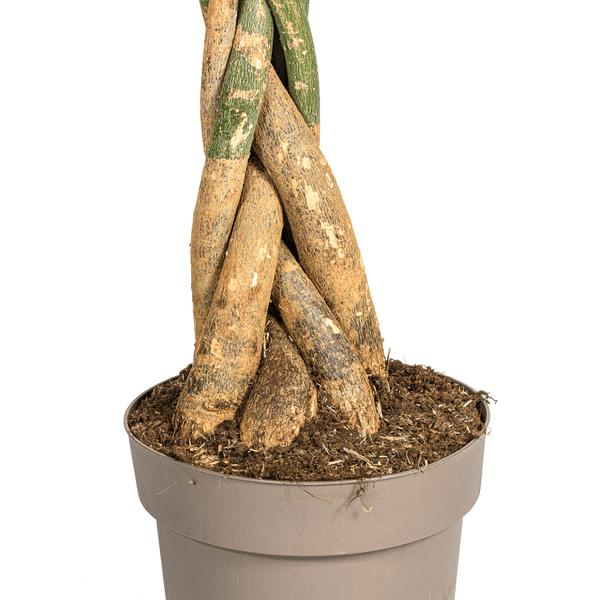 Glückskastanie – Pachira Aquatica – Zimmerpflanze – Ø30 cm – Höhe 170-180 cm – Geflochtener Stamm & glänzende Blätter – Exotisch & pflegeleicht 