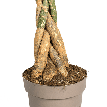 Glückskastanie – Pachira Aquatica – Zimmerpflanze – Ø30 cm – Höhe 170-180 cm – Geflochtener Stamm & glänzende Blätter – Exotisch & pflegeleicht 