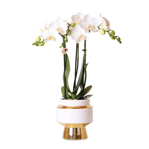 Weiße Phalaenopsis Orchidee Amabilis – 2–3 Zweige – Ø9cm Le Chic Deko-Topf – Gold mit weißen Details – Blühende Zimmerpflanze – 40cm hoch 