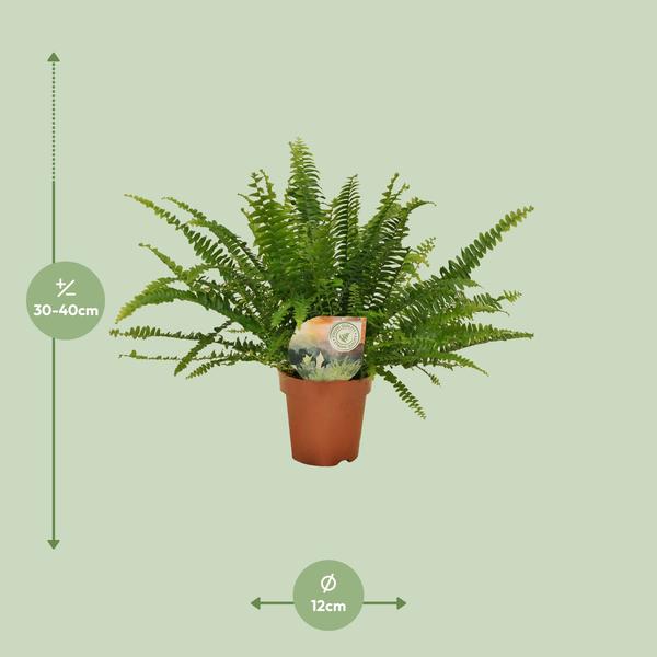 Schwertfarn Nephrolepis Green Lady – Boston-Farn Zimmerpflanze – Ø12cm – 30cm Höhe – luftreinigend & pflegeleicht – elegantes, grünes Laub 