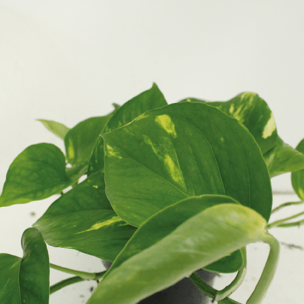 Efeutute - Epipremnum Aureum Scindapsus - Zimmerpflanze - 20cm - ø12cm - 2 Stück 
