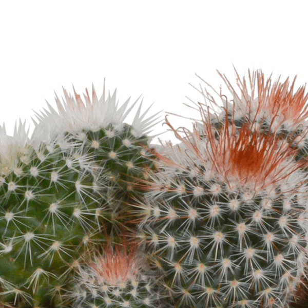 Kaktus - Bolcactus - Mix - 8,5 cm - Zimmerpflanze - in weißem Topf 