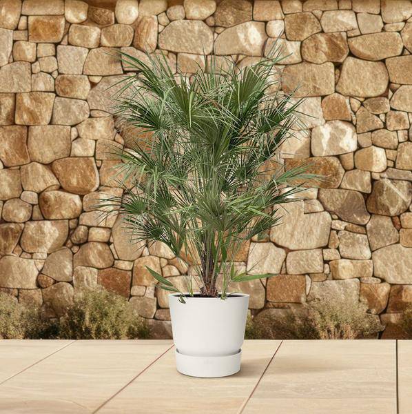 Grüne Zwergpalme – Chamaerops Humilis 170cm – Ø30cm – Mediterrane Kübelpflanze mit fächerförmigen Blättern – Robuste Palme für Garten, Terrasse, Wintergarten & Balkon – Pflegeleicht 