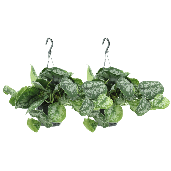 Efeutute - Scindapsus Pictus Trebie Epipremnum - Ø15cm - ↕25cm - 2 Stück 