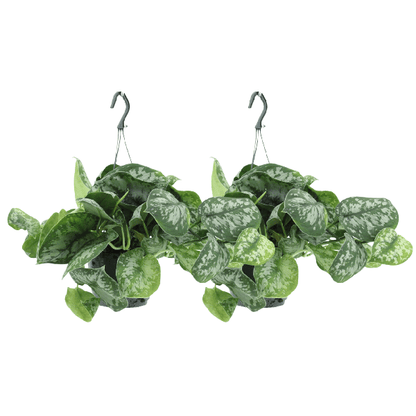Efeutute - Scindapsus Pictus Trebie Epipremnum - Ø15cm - ↕25cm - 2 Stück 