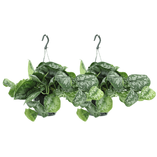 Efeutute - Scindapsus Pictus Trebie Epipremnum - Ø15cm - ↕25cm - 2 Stück 