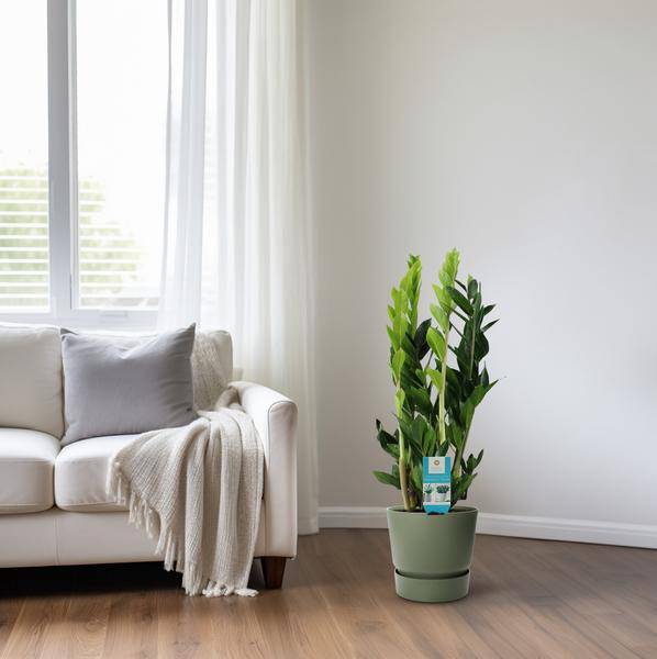 Glücksfeder - Zamioculcas Zamiifolia - Zimmerpflanze - Ø17cm - ↕65cm 