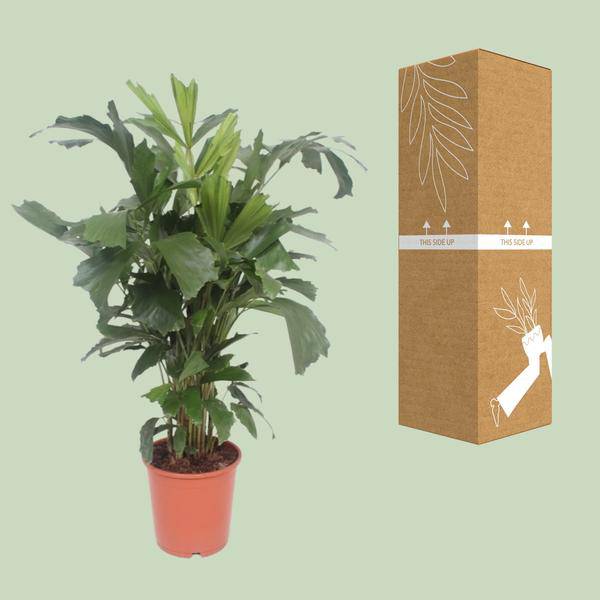 Fischschwanzpalme - Caryota Mitis - Zimmerpflanze - Ø24cm - ↕110cm 