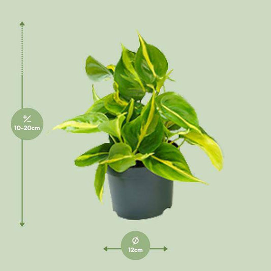 Philodendron Scandens Brasil – Zimmerpflanze – Ø 12 cm – Höhe ca. 20 cm – Glänzende Blätter – Pflegeleicht & Halbschatten-Liebhaber 
