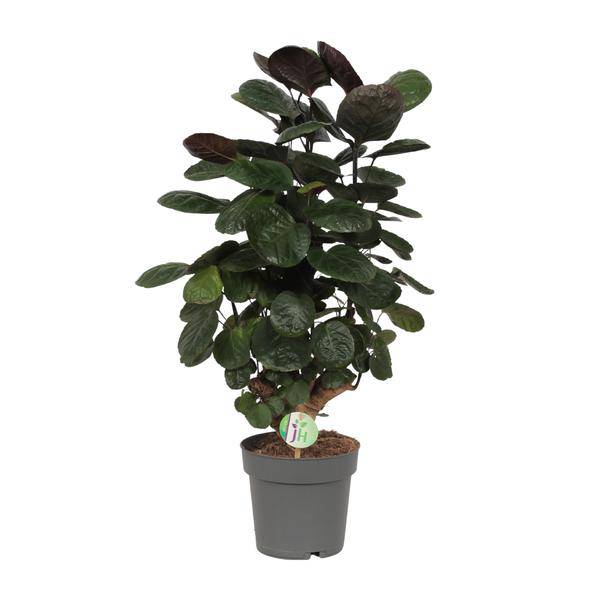 Fiederaralie - Polyscias Scutellaria Fabian - Zimmerpflanze - Ø19cm - ↕60cm 