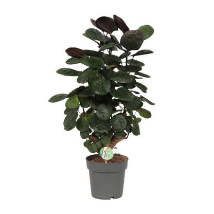 Fiederaralie - Polyscias Scutellaria Fabian - Zimmerpflanze - Ø19cm - ↕60cm 