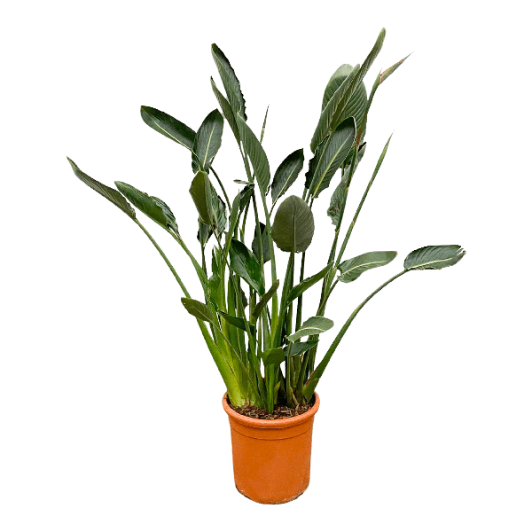 Strelitzia Reginae – Paradiesvogelblume – Zimmerpflanze 160cm – Ø30cm – Exotische Pflanze mit orangefarbenen Blüten – Tropische Kübelpflanze für Innen & Außen – Pflegeleicht 