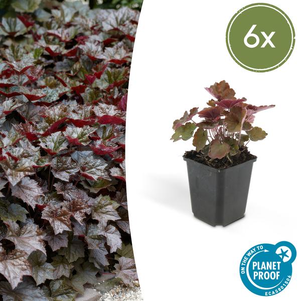 Heuchera 'Palace Purple' – Rotblättriges Silberglöckchen – Staude für Schatten & Beete – ↕10-25cm – Ø9cm – 6 Pflanzen – Pflegeleicht & bienenfreundlich – Für Garten & Pflanzgefäße 