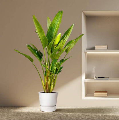 Baum-Strelitzie – Strelitzia Augusta mehrstämmig XXL – 225cm – Ø40cm – Weißer Paradiesvogel – Große Zimmerpflanze für Wohnzimmer, Büro & Wintergarten 