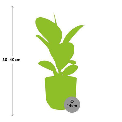 Gummibaum - Ficus Elastica 'Robusta' - Zimmerpflanze + Topf Vibes Fold 14cm Rosa 