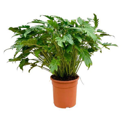 Philodendron Xanadu – Baumfreund – ca. 80cm hoch – Ø27cm – Tropische Zimmerpflanze mit dekorativen Blättern – Pflegeleichte Grünpflanze für Wohnzimmer & Büro 