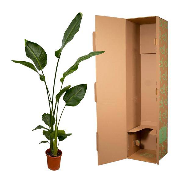 Strelitzia Nicolai – Baum-Strelitzie – 2 Stück – Zimmerpflanzen ca. 130cm – ø17cm – Weißer Paradiesvogel – Tropische XL-Grünpflanzen für Wohnzimmer, Büro & Wintergarten 