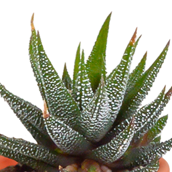 Kakteen und Sukkulenten Mix - 5,5 cm - 15 Stück 