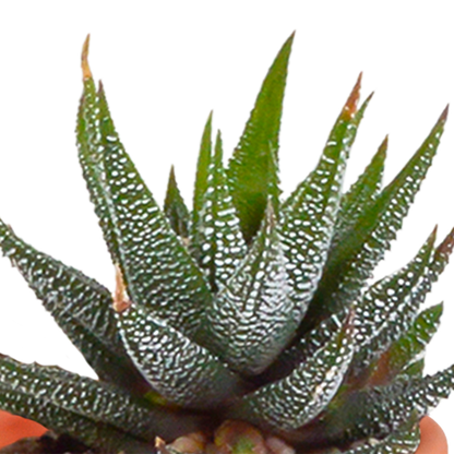 Kakteen und Sukkulenten Mix - 5,5 cm - 15 Stück 