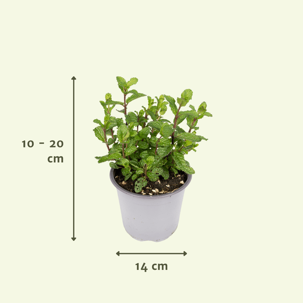 Gartenkräutermischung - 4 Stück - Ø14cm - ↕18cm 