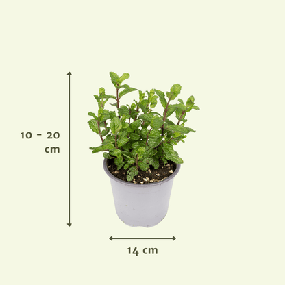 Gartenkräutermischung - 4 Stück - Ø14cm - ↕18cm 