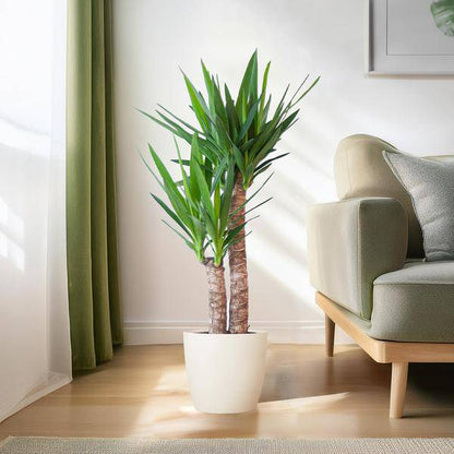 Yucca Elephantipes – Riesen-Palmlilie – Zimmerpflanze – ca. 90cm hoch – Ø21cm – In Übertopf Viber Weiß – Pflegeleicht & nachhaltig 